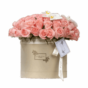 Eres mi todo, Carlota Box