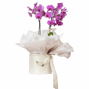 Que seas eterna, Carlota Box