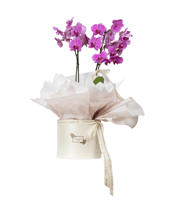 Que seas eterna, Carlota Box