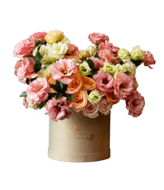 Sweet pastels, Carlota Box