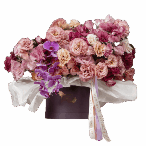 Violet touches, CFL Premium