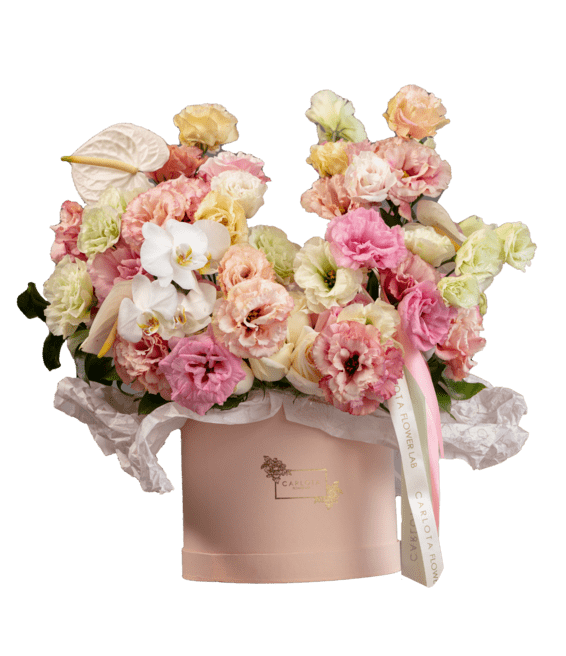 Con todo mi amor, Carlota Box