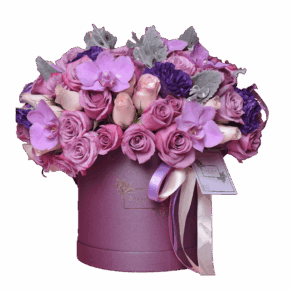 Purple Love, Carlota Box