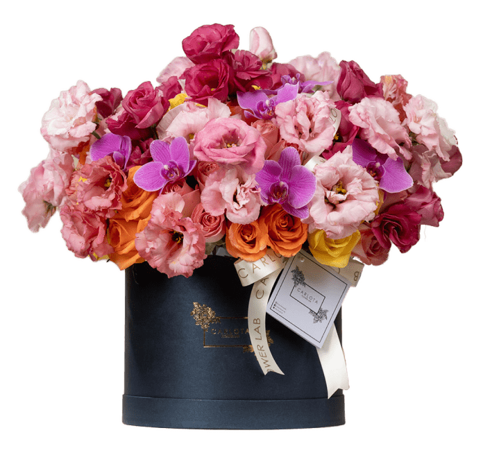 Tropical Love, Carlota Box