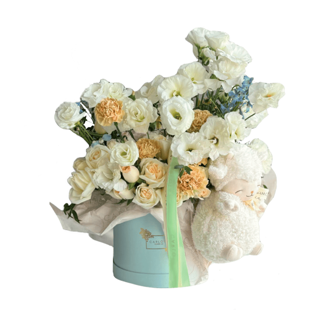 New Born, Carlota Box