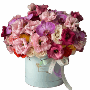 Carlota Box, Clásica Blue Contrast