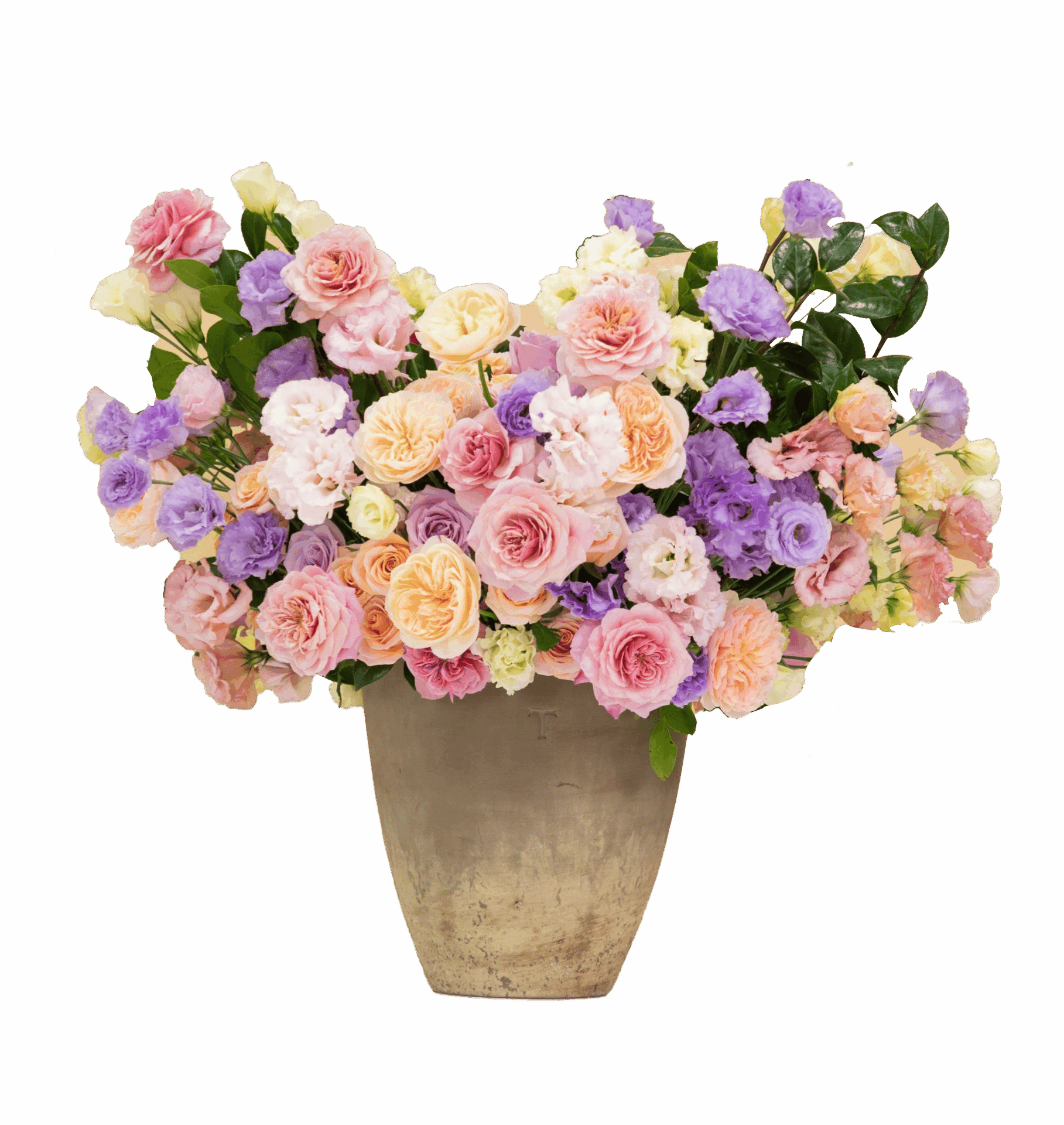 Toques de amor, CFL Premium