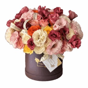 Carlota Box, Clásica Vivid