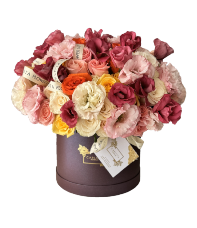 Carlota Box, Clásica Vivid