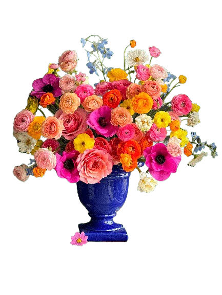 Viva la vida, CFL Premium