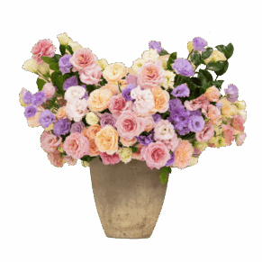 Toques de amor, CFL Premium